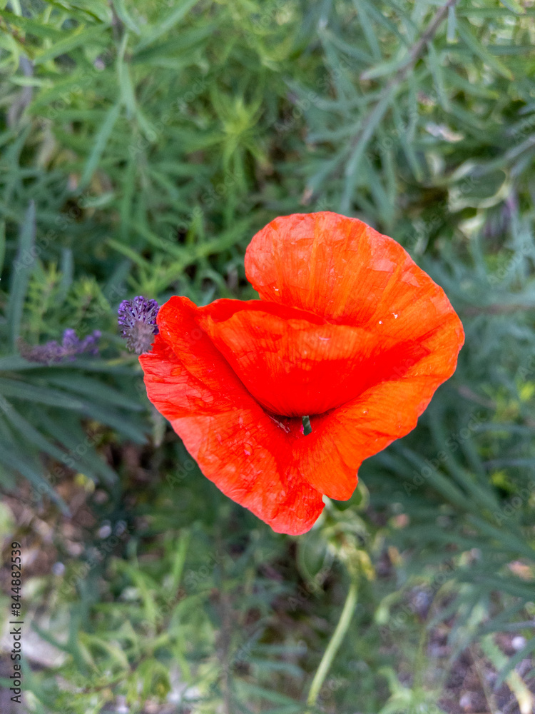 Fototapeta premium Edinburgh, Scotland, United Kingdom