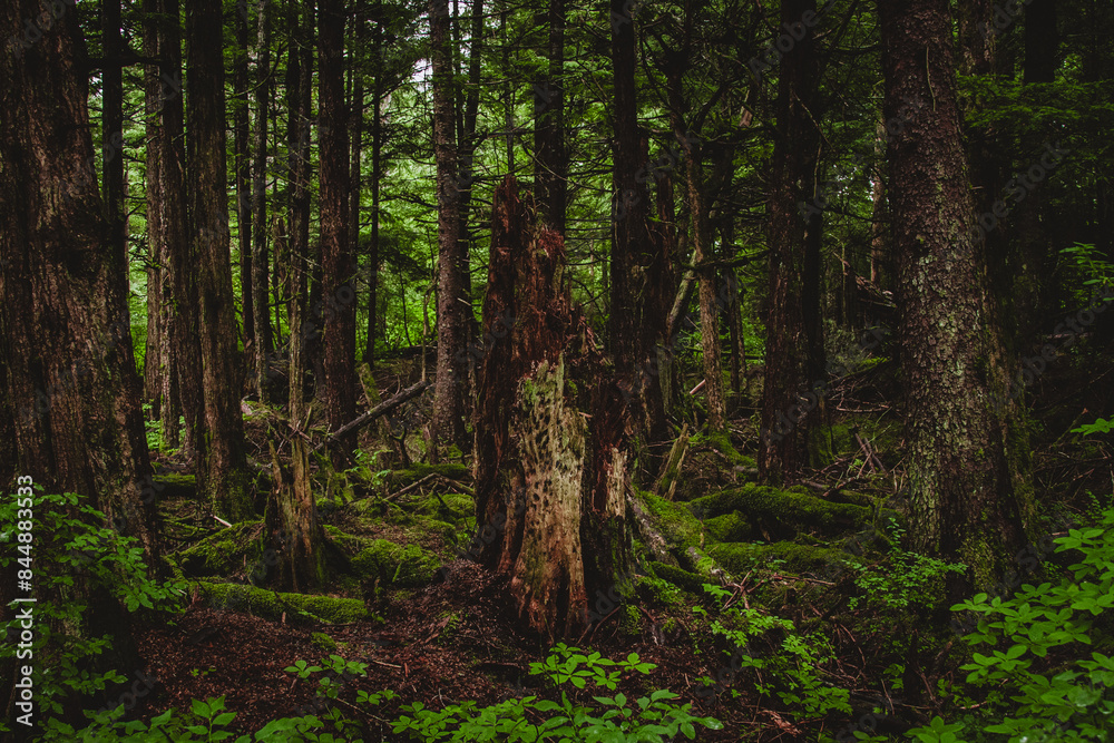 Mystical Alaskan Forest Scene Mystical Alaskan Forest Scene