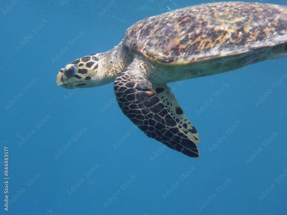 Obraz premium Schildkröte nach dem Aufsteigen zum Luftholen