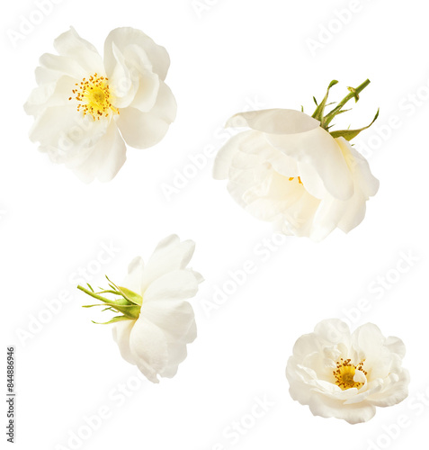 Beautiful white English rose falling in the air isolated on white background. © Agave Studio