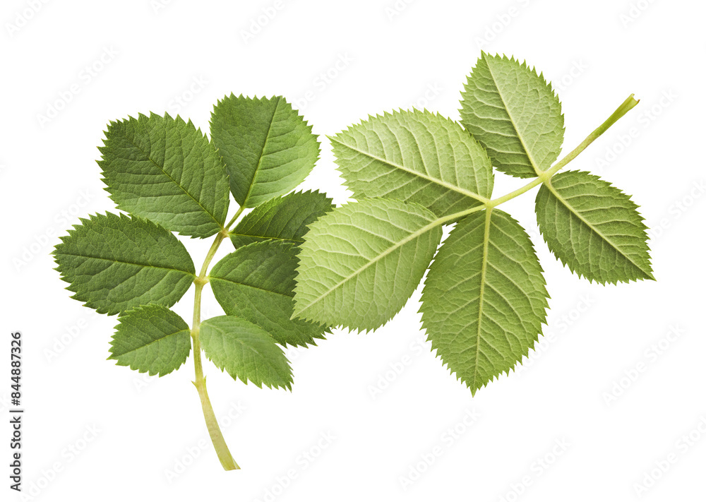 Beautiful green English rose leaves falling in the air isolated on white background. Beautiful green English rose leaves falling in the air isolated on white background.