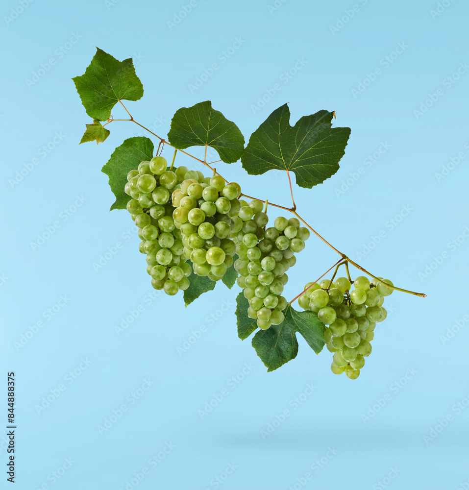 Fototapeta premium Fresh green grape falling in the air isolated on blue background. High resolution image.