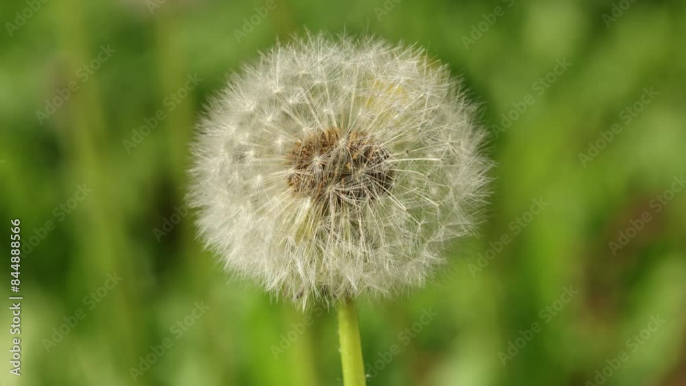 Closeup of a dandelion in its natural environment, showcasing its beauty and serenity Closeup of a dandelion in its natural environment, showcasing its beauty and serenity