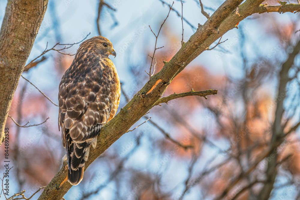 Fototapeta premium Closeup of a red-shouldered hawk.