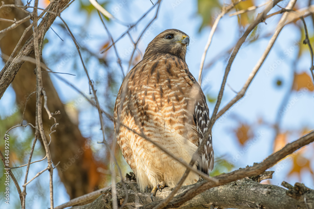 Closeup of a red-shouldered hawk. Closeup of a red-shouldered hawk.