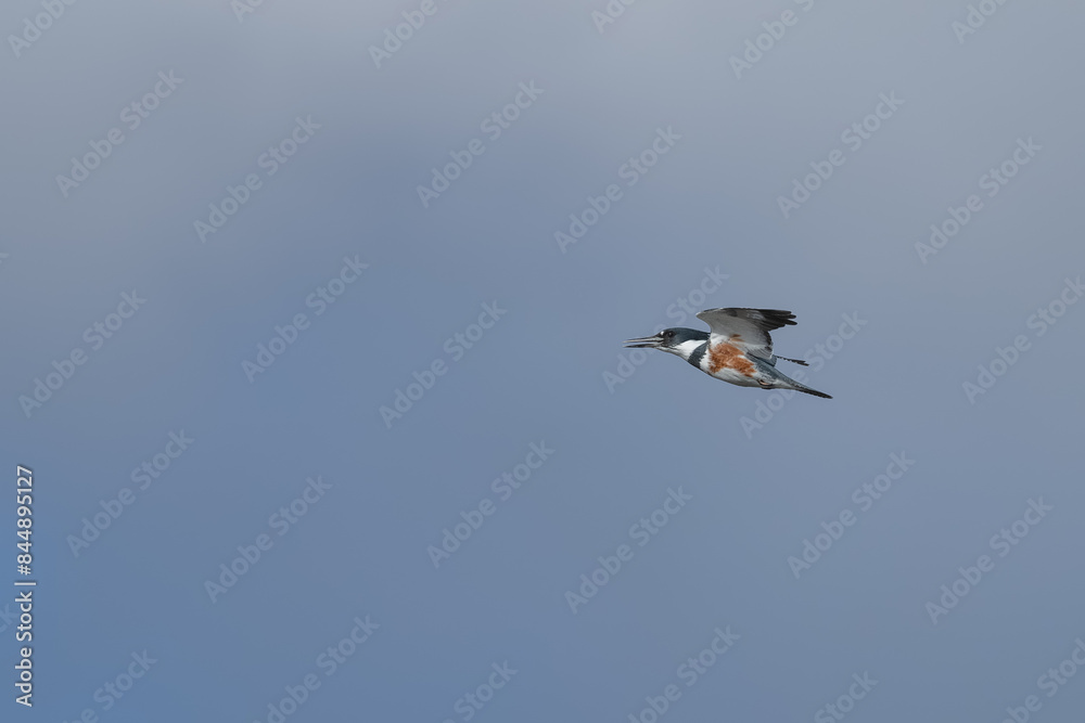 Closeup of a female belted kingfisher. Closeup of a female belted kingfisher.