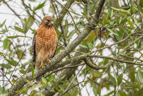 Red-shouldered hawk perched in a tree.