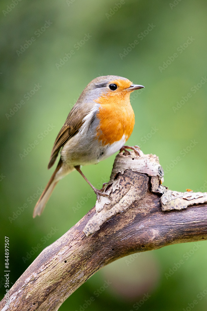 European Robin (Erithacus rubecula) in summer. Perched on a branch with a natural green foliage background. UK European Robin (Erithacus rubecula) in summer. Perched on a branch with a natural green foliage background. UK