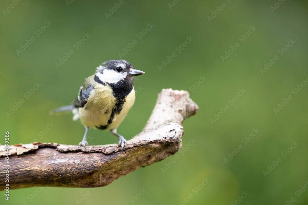 Obraz premium Tired looking adult Great Tit (Parus Major) posing on a branch in British back garden in Summer. UK. Green background.