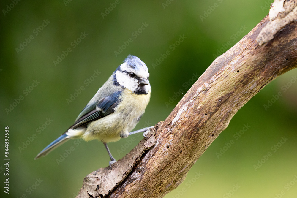 Adult Blue Tit (Cyanistes caeruleus) in Summer, perched on a branch in a green back garden. Adult Blue Tit (Cyanistes caeruleus) in Summer, perched on a branch in a green back garden.
