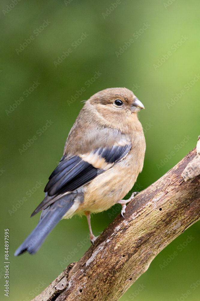 Young Juvenile Eurasian Bullfinch (Pyrrhula pyrrhula) perched on a branch with a green foliage background. Young Juvenile Eurasian Bullfinch (Pyrrhula pyrrhula) perched on a branch with a green foliage background.