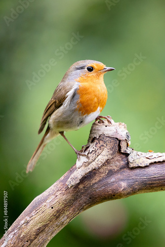 European Robin (Erithacus rubecula) in summer. Perched on a branch with a natural green foliage background. UK