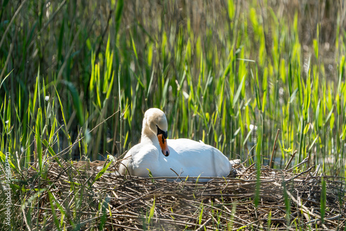 Fototapeta Naklejka Na Ścianę i Meble -  swan in the nest, wildlife 