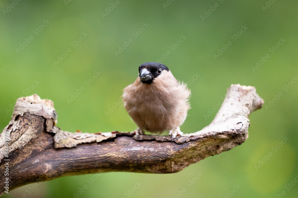 Obraz premium Adult female Eurasian Bullfinch (Pyrrhula pyrrhula) perched on a branch in late Spring/early Summer