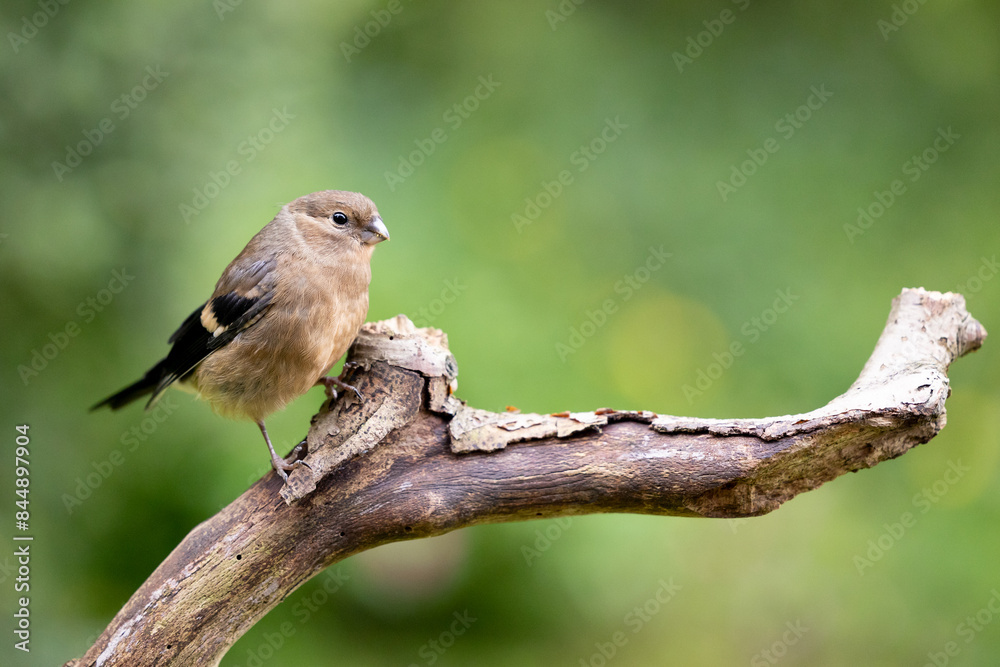 Young Juvenile Eurasian Bullfinch (Pyrrhula pyrrhula) perched on a branch with a green natural background. Young Juvenile Eurasian Bullfinch (Pyrrhula pyrrhula) perched on a branch with a green natural background.