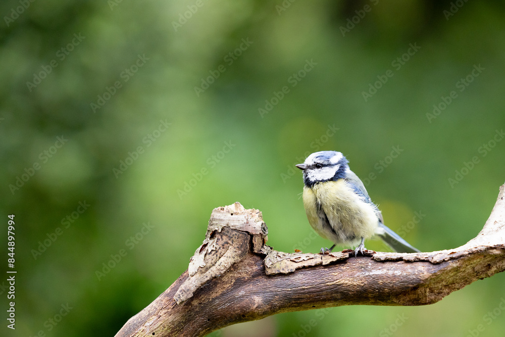 Adult Blue Tit (Cyanistes caeruleus) in Summer, perched on a branch in a green back garden. Adult Blue Tit (Cyanistes caeruleus) in Summer, perched on a branch in a green back garden.