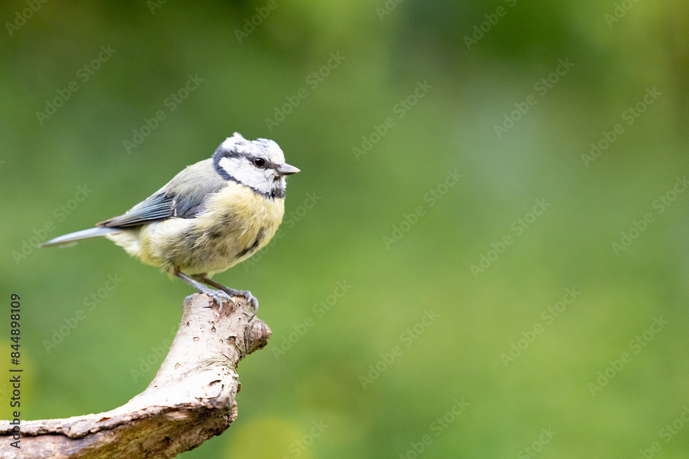 Obraz premium Adult Blue Tit (Cyanistes caeruleus) in Summer, perched on a branch in a green back garden.