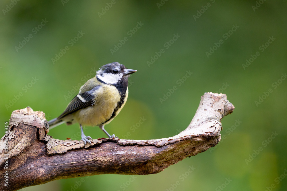 Tired looking adult Great Tit (Parus Major) posing on a branch in British back garden in Summer. UK. Green background. Tired looking adult Great Tit (Parus Major) posing on a branch in British back garden in Summer. UK. Green background.