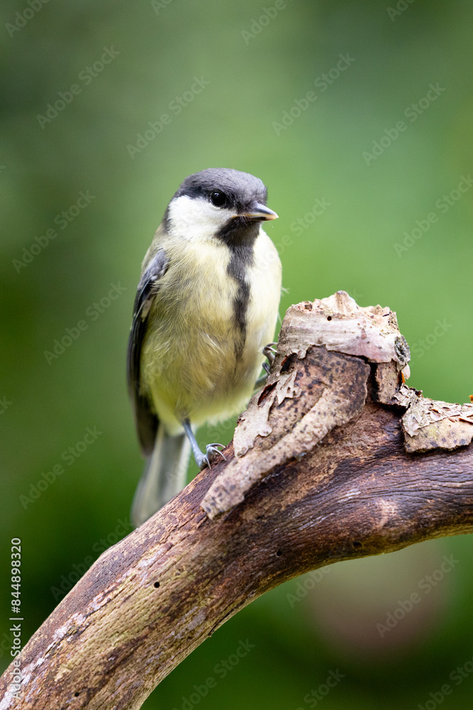 Fototapeta premium Young Great Tit (Parus Major) posing on a branch in British back garden in Summer. UK. Green background.