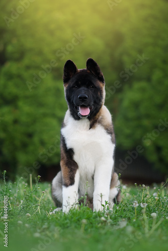 Photography dog in the park