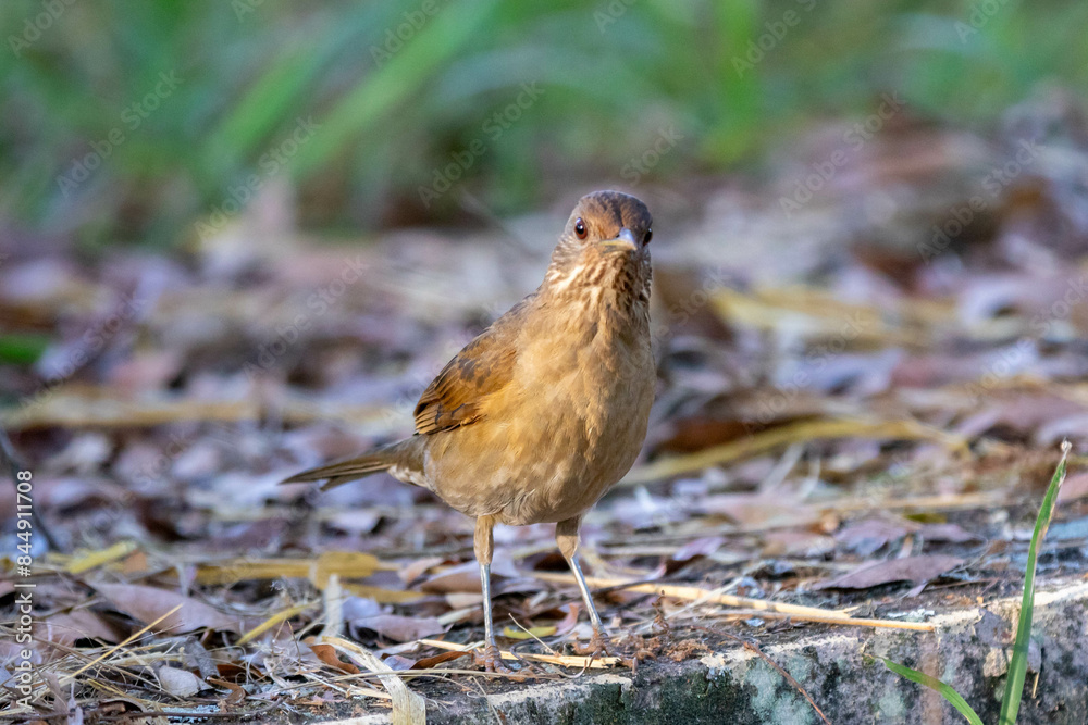 Orange thrush Turdus rufiventris , sabiá-laranjeira. A typical Brazilian bird with a harmonious and very beautiful song. Orange thrush Turdus rufiventris , sabiá-laranjeira. A typical Brazilian bird with a harmonious and very beautiful song.