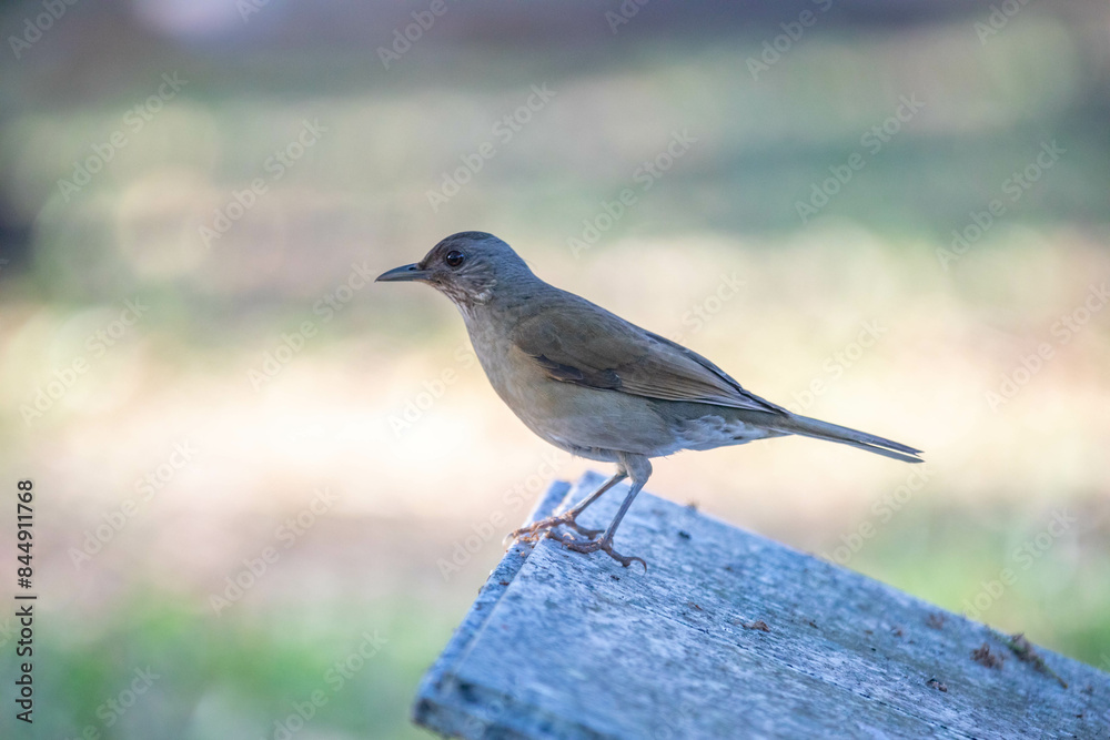 Fototapeta premium Orange thrush Turdus rufiventris , sabiá-laranjeira. A typical Brazilian bird with a harmonious and very beautiful song.