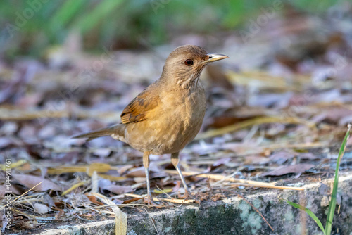 Orange thrush Turdus rufiventris , sabiá-laranjeira. A typical Brazilian bird with a harmonious and very beautiful song.