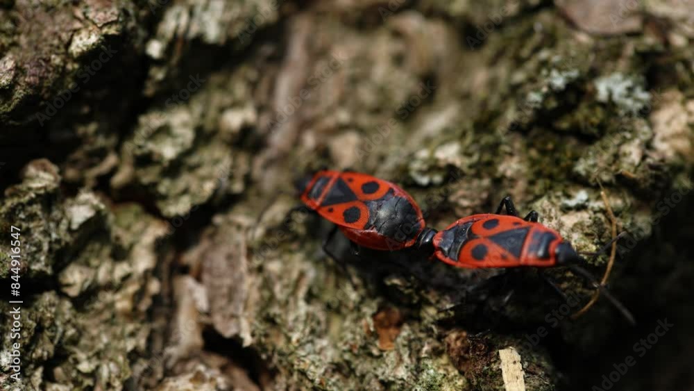 Vivid red and black insects are seen on a tree bark, creating a closeup macro wildlife moment Vivid red and black insects are seen on a tree bark, creating a closeup macro wildlife moment