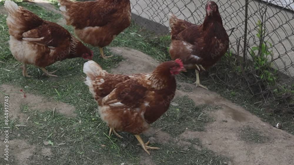 Chickens Walking Through Field on Farm Chickens Walking Through Field on Farm
