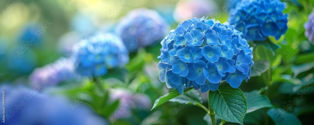 Blooming garden with hydrangeas Blooming garden with hydrangeas