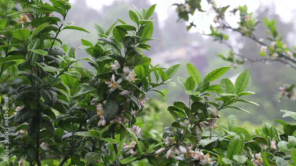 Wet blooming Tangerine Citrus tree leaves and flowers with buds during tropical rain in plantation. Water drops of rain on Orange tree. Monsoon season. Wet blooming Tangerine Citrus tree leaves and flowers with buds during tropical rain in plantation. Water drops of rain on Orange tree. Monsoon season.