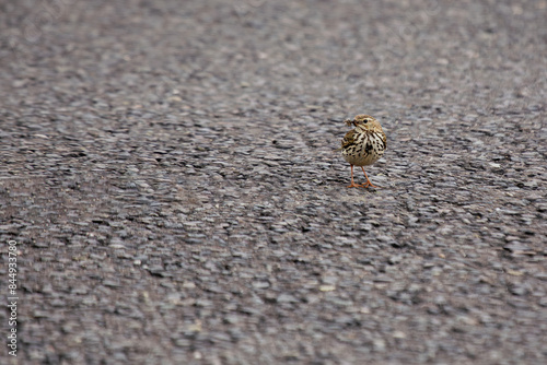 Photography Meadow Pipit (Anthus pratensis) - Commonly Found in Europe and Western Asia