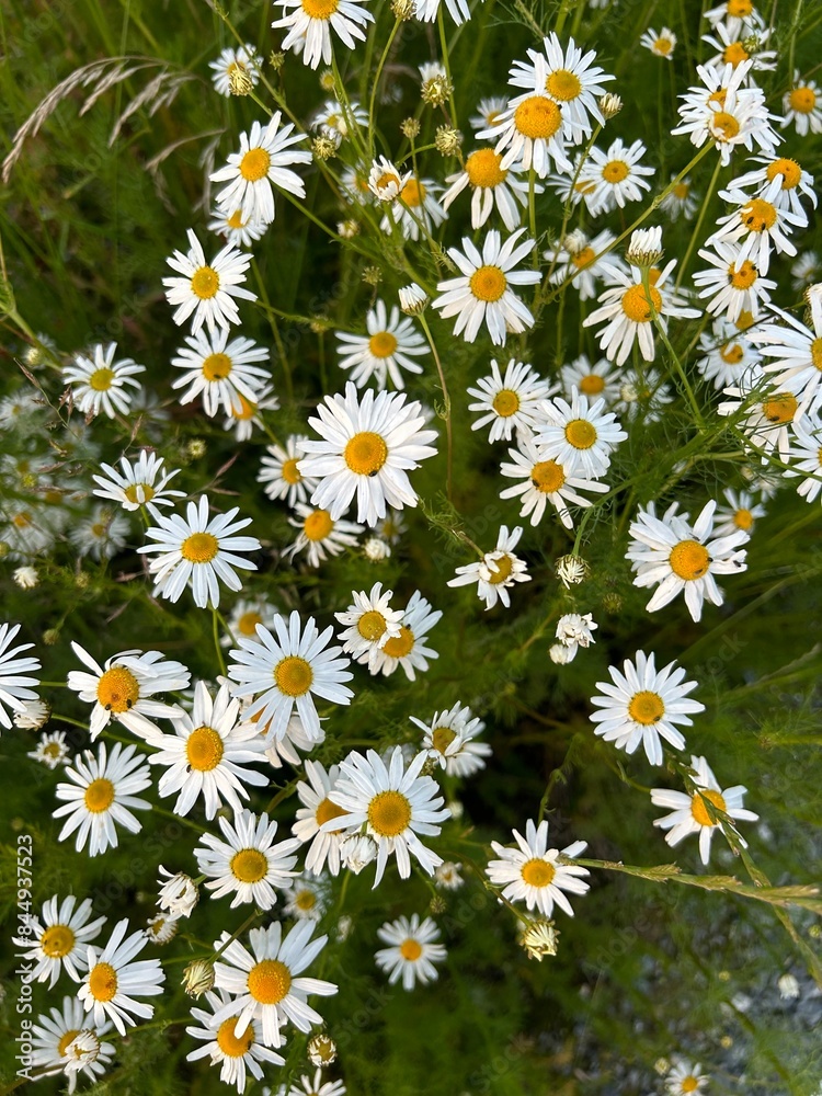Summer blooming daisies in a field mid June Summer blooming daisies in a field mid June