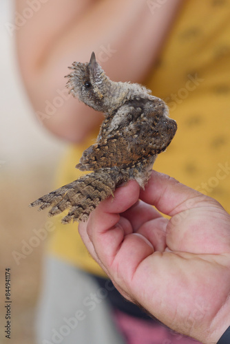 A researcher holds a bird called Eurasian wryneck (Jynx torquilla) during a bird ringing session