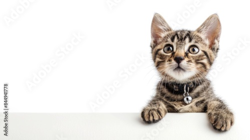 Kitten with collar and tags on a white backdrop