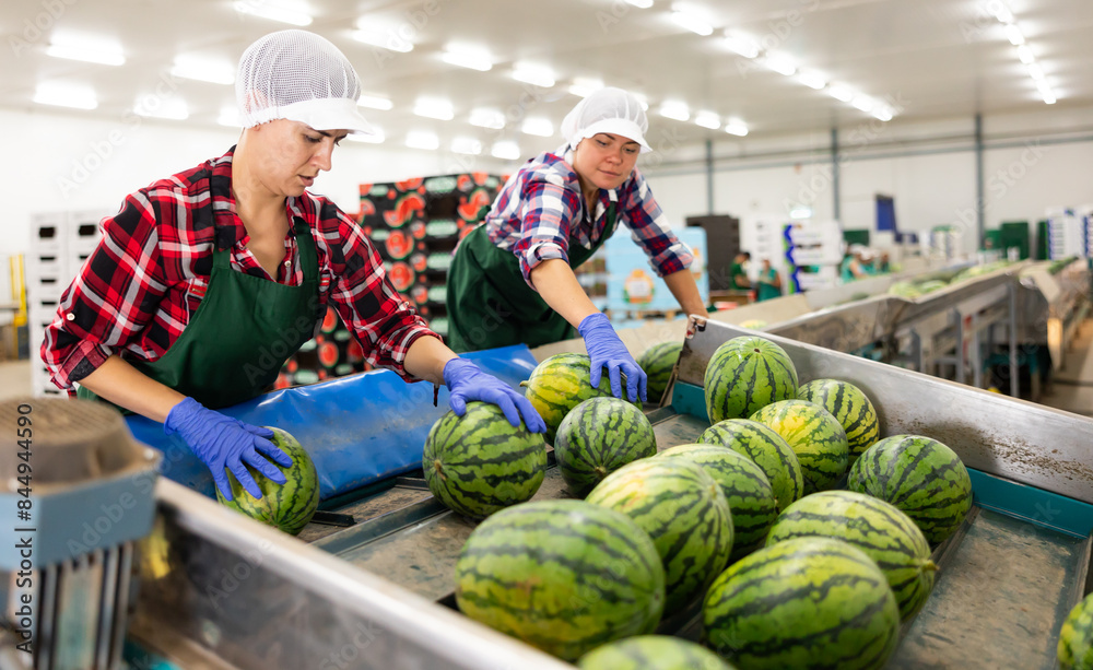 Team of workers sort watermelons together and send them to a vegetable factory conveyor belt.