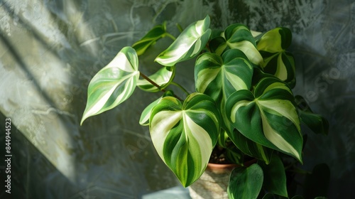 Philodendron Brasilia with variegated green leaves in a pot photo