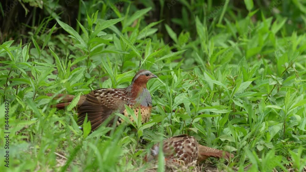 chinese partridge in a field chinese partridge in a field