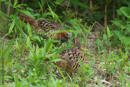 chinese partridge in a grass field