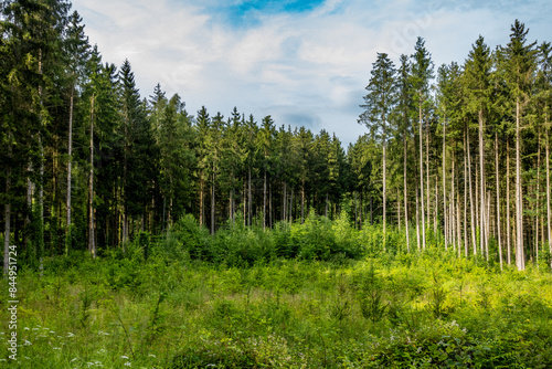 Wiederaufforstung durch anpflanzen von jungen Bäumen im Mischwald