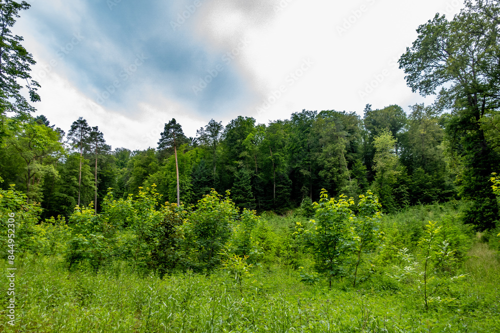 Neuanpflanzung von jungen Laubbäumen im Mischwald Neuanpflanzung von jungen Laubbäumen im Mischwald