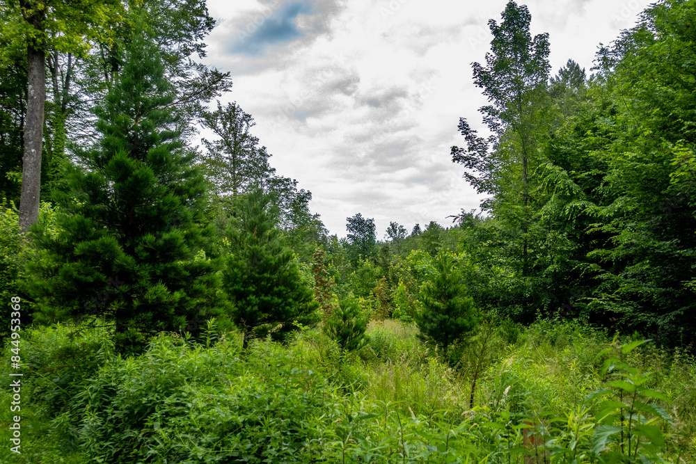 Fototapeta premium Neuanpflanzung von jungen Laubbäumen im Mischwald