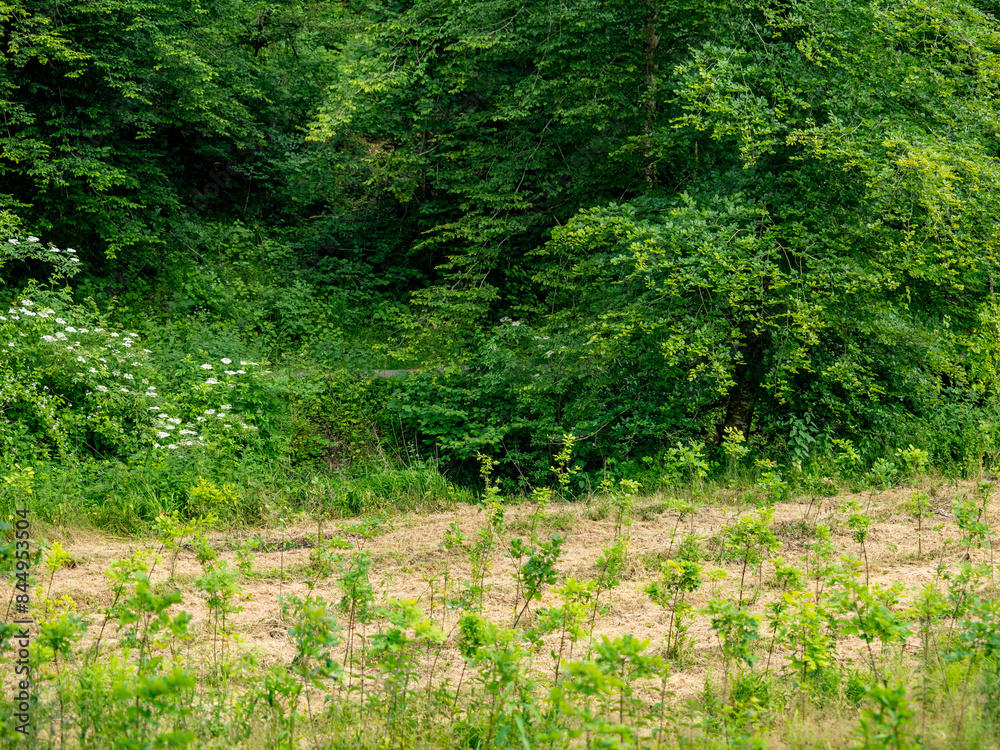 Neuanpflanzung von jungen Laubbäumen im Mischwald Neuanpflanzung von jungen Laubbäumen im Mischwald