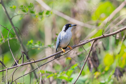 saíra-de-chapéu-preto (Nemosia pileata) photo