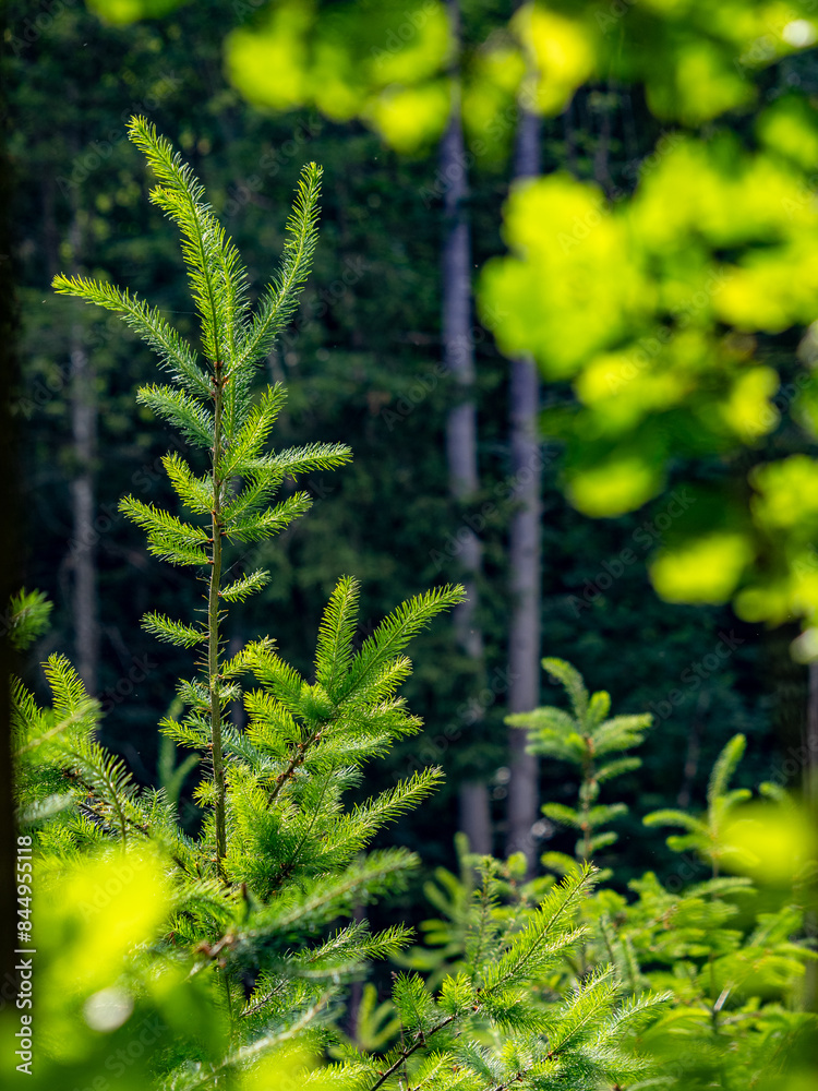 Wiederaufforstung durch anpflanzen von jungen Bäumen im Mischwald Wiederaufforstung durch anpflanzen von jungen Bäumen im Mischwald