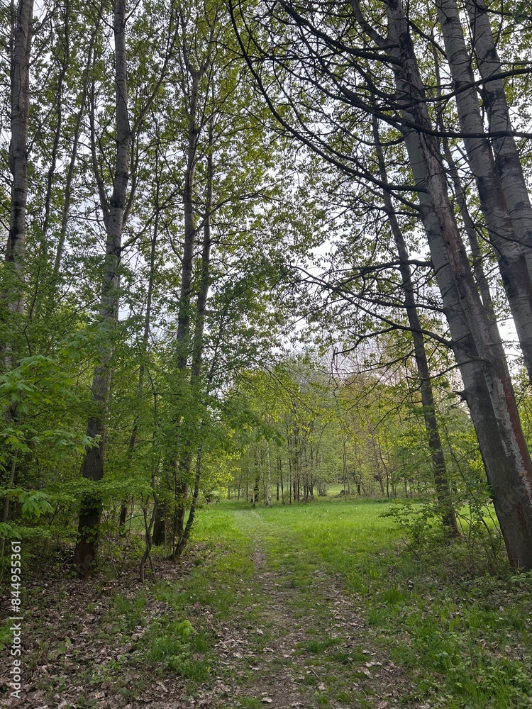 Fototapeta premium Nice green forest in Czech Republic summer time