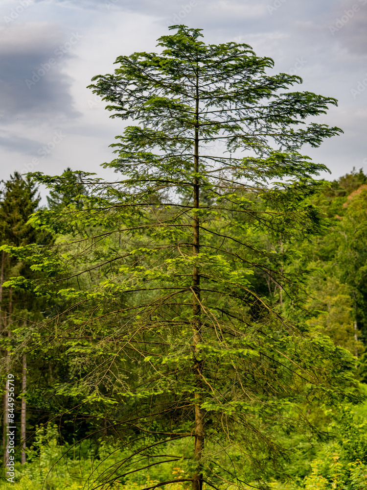 Fototapeta premium Neuanpflanzung von jungen Laubbäumen im Mischwald