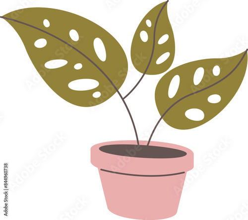 Swiss Cheese Plant