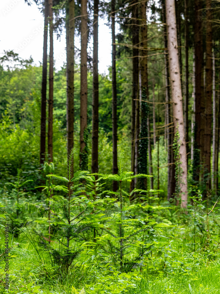 Obraz premium Wiederaufforstung durch anpflanzen von jungen Bäumen im Mischwald