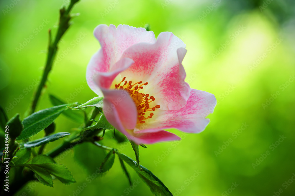 Obraz premium Close Up of Pink Rose Blooming in Summer